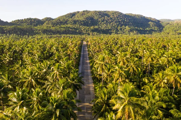 Tropiska kokosnöt träd skog — Stockfoto
