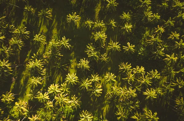 熱帯ココナッツの木の森 — ストック写真