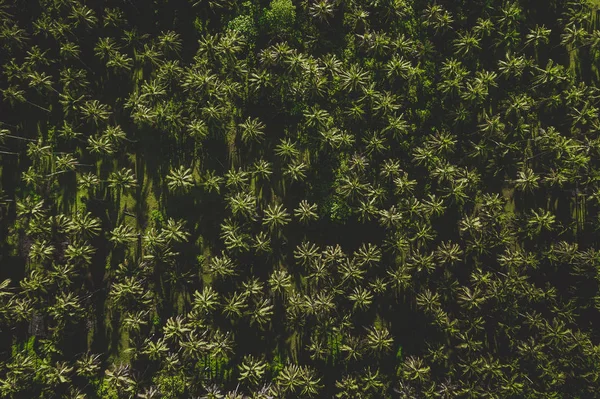 열대 코코넛 나무 숲 — 스톡 사진