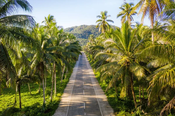 Floresta de coqueiros tropicais — Fotografia de Stock