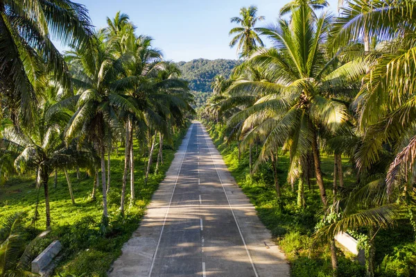 Floresta de coqueiros tropicais — Fotografia de Stock