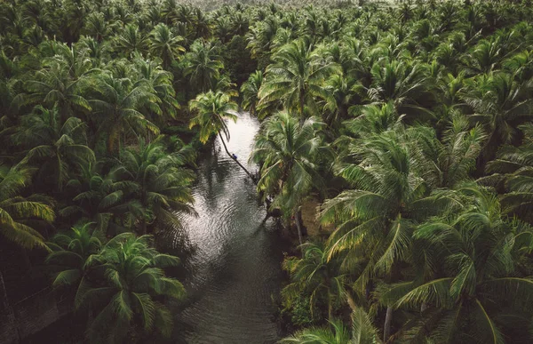 Leunend Palm bij Maasin River, Siargao — Stockfoto