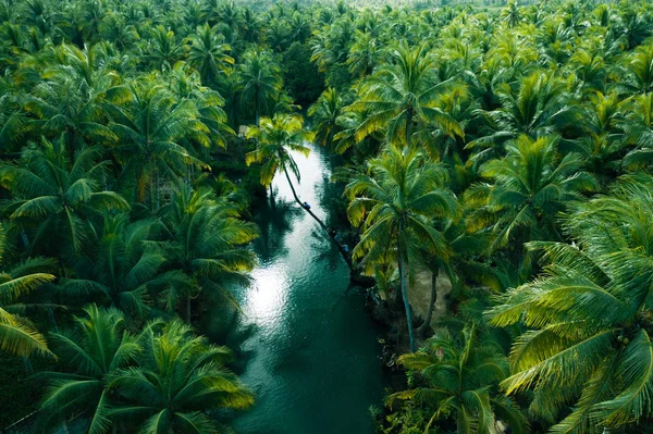 Palma inclinada en el río Maasin, Siargao —  Fotos de Stock