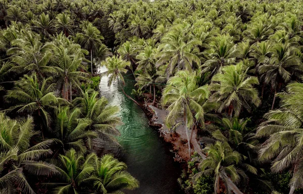 Lutande Palm vid Maasin River, Siargao — Stockfoto