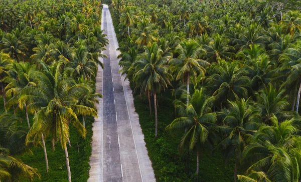 Floresta de coqueiros tropicais — Fotografia de Stock