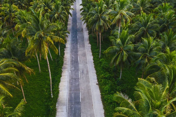 Floresta de coqueiros tropicais — Fotografia de Stock