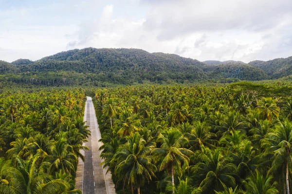 Forêt tropicale de cocotiers — Photo