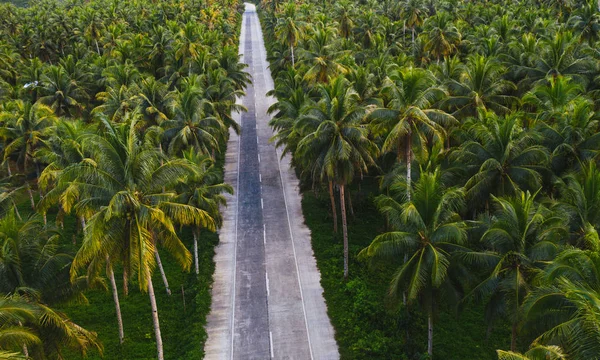 Tropikalne drzewa kokosowe lasu — Zdjęcie stockowe