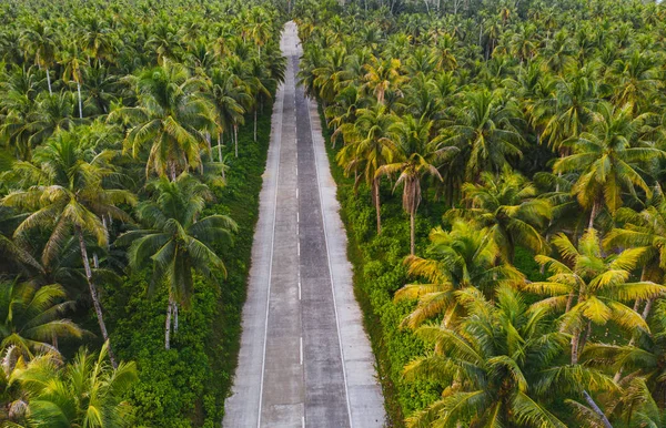 Bosque tropical de cocoteros —  Fotos de Stock