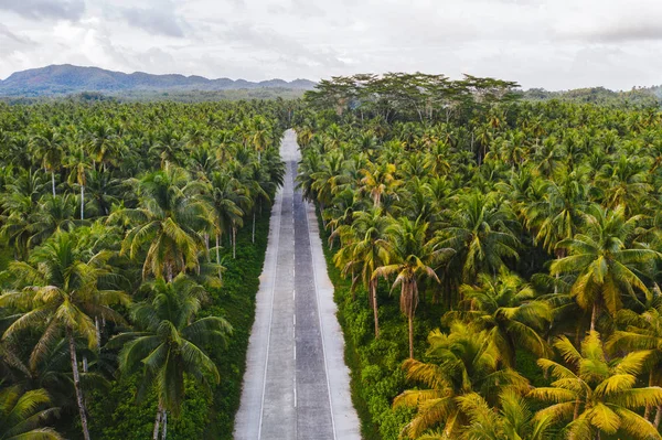 Floresta de coqueiros tropicais — Fotografia de Stock