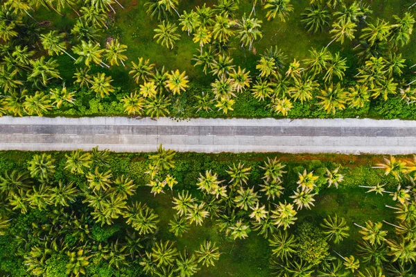 热带椰子树森林 — 图库照片