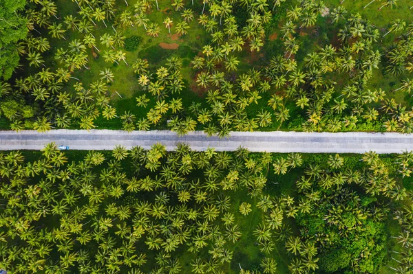 Floresta de coqueiros tropicais — Fotografia de Stock