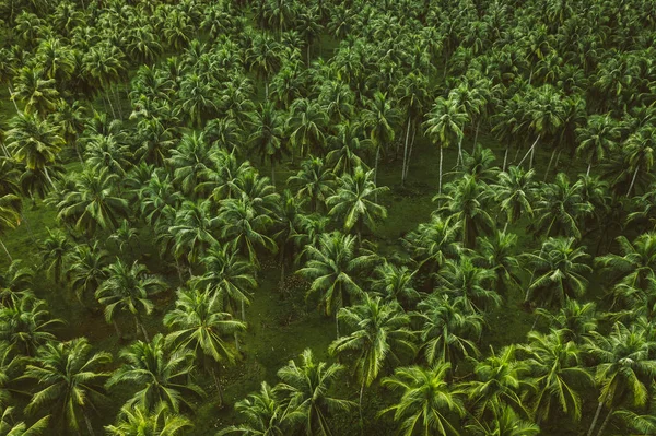 Foresta tropicale di cocco — Foto Stock