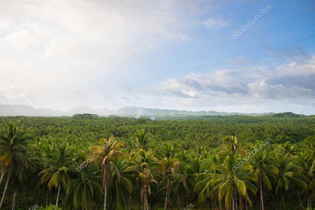 Tropical coconut trees forest