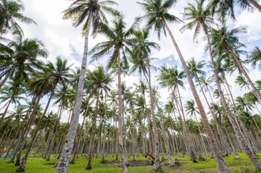 Tropikal Hindistan cevizi ağaçları orman