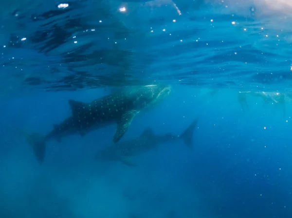 Whale Sharks Swimming Ocean — Stock Photo, Image