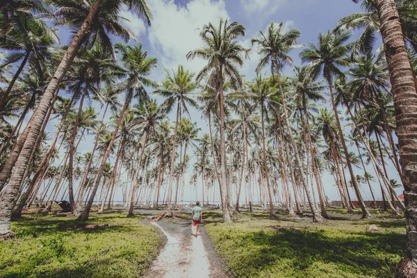 Tropical coconut trees forest — Stock Photo, Image