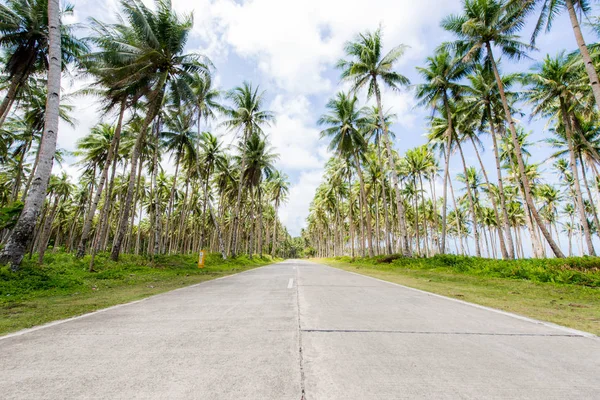 熱帯ココナッツの木の森 — ストック写真