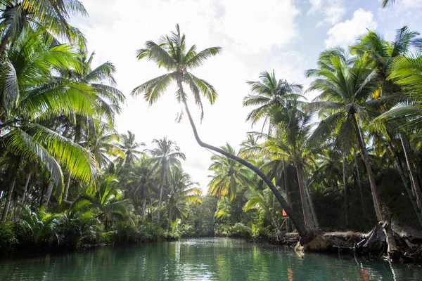 Спираючись Palm на Мадо річки, Сіаргао — стокове фото