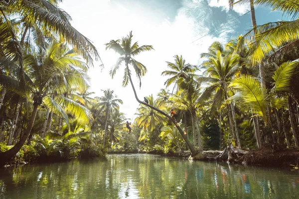 Спираючись Palm на Мадо річки, Сіаргао — стокове фото