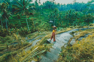 Bali 'de Tegalalang pirinç terasında kadın