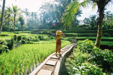 Bali 'de Tegalalang pirinç terasında kadın