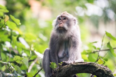 Maymun Ormanı 'nda yetişkin maymun portresi, Ubud, Bali