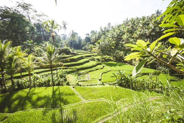 Terrazze di riso Tegalalang a Ubud, Bali — Foto Stock