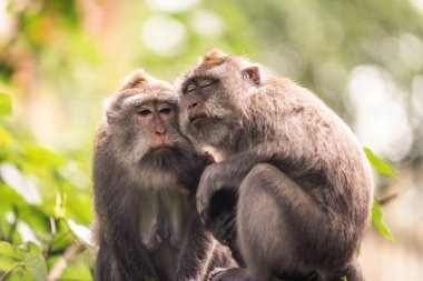 Maymun Ormanı 'nda yetişkin maymun portresi, Ubud, Bali