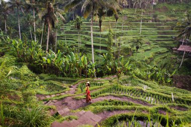 Bali 'de Tegalalang pirinç terasında kadın