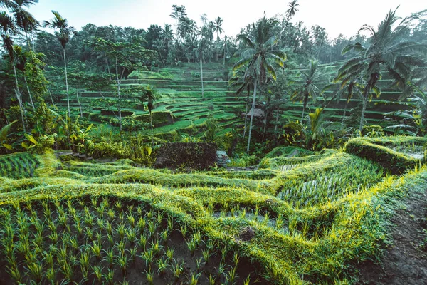 巴厘岛乌布的 Tegalalang 水稻梯田 — 图库照片