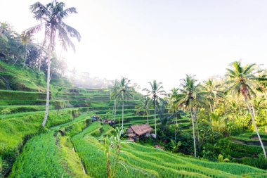 Tegalalang pirinç terasları Ubud, Bali