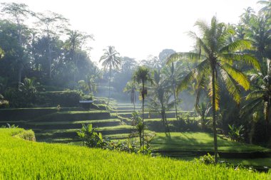 Bali 'de Tegalalang pirinç terasında kadın