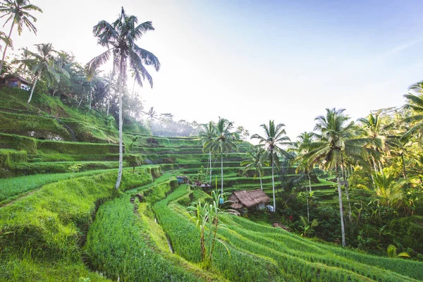 Tegalalang risterrasser i Ubud, Bali — Stockfoto