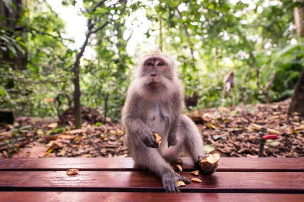 Портрет взрослой обезьяны в обезьяньем лесу, Убуд, Бали — стоковое фото