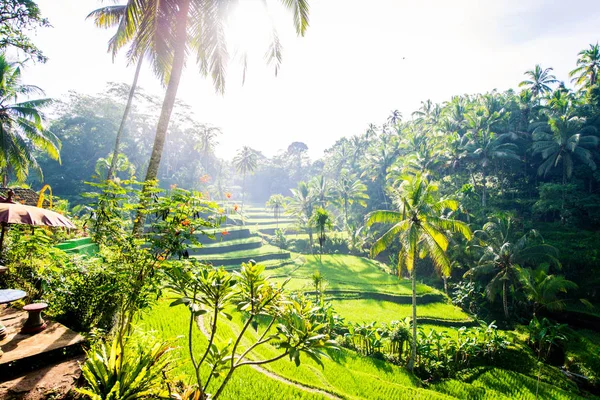 Terrasses de riz Tegalalang à Ubud, Bali — Photo