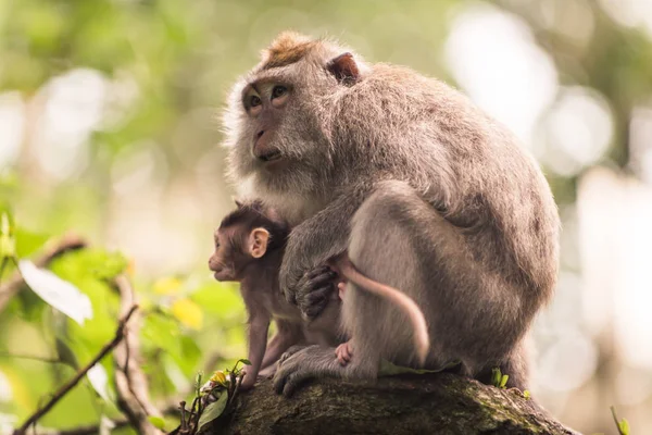 Portret van een volwassen aap in Apenbos, Ubud, Bali — Stockfoto