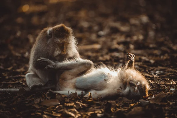 Portret dorosłego małpy w Monkey Forest, Ubud, Bali — Zdjęcie stockowe
