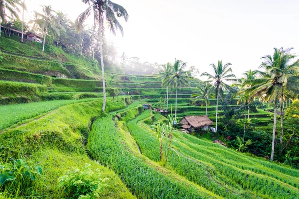 Terrazze di riso Tegalalang a Ubud, Bali — Foto Stock