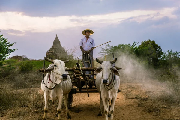 Agricultor con animales en Myanmar — Foto de Stock