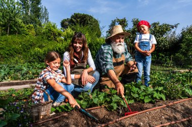 Büyükbaba, anne ve kız birlikte çalışarak sürdürülebilir bir biyoloji çiftliğinin içindeki sebze bahçesinde bitkilerle ilgilenerek güneşli bir günün tadını çıkarıyorlar.