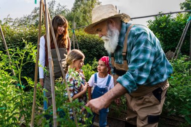 Büyükbaba, anne ve kızlar aile çiftliğinde birlikte çalışıyor, domates bitkileriyle ilgileniyor, sürdürülebilir tarım ve organik tarım öğretiyor.