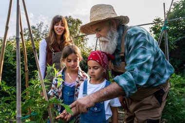 Büyükbaba, anne ve kızlar, aile tarafından işletilen bir organik çiftlikte iş birliği yapıyorlar, bilgi alışverişinde bulunuyorlar ve canlı kırsal kesimde sürdürülebilir tarıma karşı bir tutku besliyorlar.