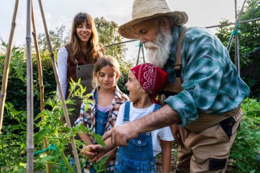 Büyükbaba, anne ve kız birlikte çalışarak aile serasında domates hasat ederek sürdürülebilir yaşam tarzının ve organik tarım yapmanın tadını çıkarıyorlar.