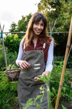 Önlük takan gülümseyen çiftçi kadın, canlı domates bitkilerini incelerken sepet tutarak organik tarımın özünü somutlaştırıyor.