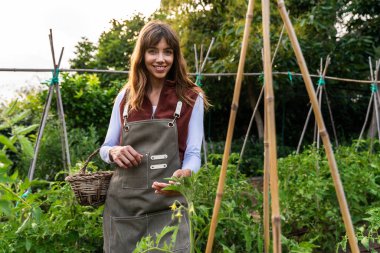Önlüklü gülümseyen kadın çiftçi, bambu kazıklarıyla desteklenen güneşli bir bahçede domates yapraklarına nazikçe dokunurken hasır sepeti tutuyor.