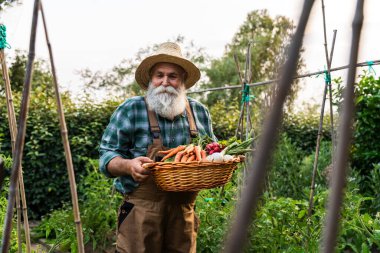 Hasır şapka ve tulum giyen sırıtan yaşlı çiftçi elinde taze toplanmış havuç, soğan ve turpla dolu hasır sepet tutuyordu.