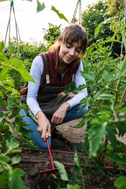 Canlı domates ekinleriyle ilgilenen dişi çiftçi, güzel kır çiftliğinde sürdürülebilir ve organik tarım uygulamalarını kucaklıyor, toprağı özenle ve adanmışlıkla besliyor.