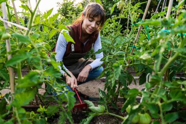 Kadın çiftçi, organik tarlasında küçük bir tırmıkla domates yetiştiriyor, sağlıklı ekinler ve çevresel koruma için sürdürülebilir tarım uygulamaları uyguluyor.
