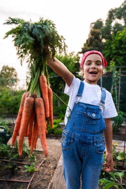 Genç kız bir çiftlik bahçesinde taze toplanmış havuçları gururla sergiliyor organik tarım ve sağlıklı beslenme ödüllerini kutluyor.